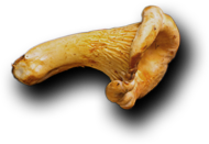 Padma Catering Services