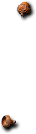 Padma Catering Services