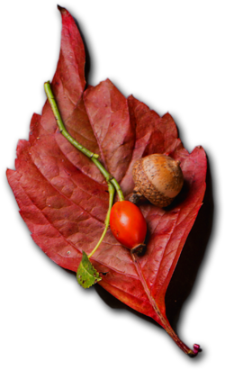 Padma Catering Services